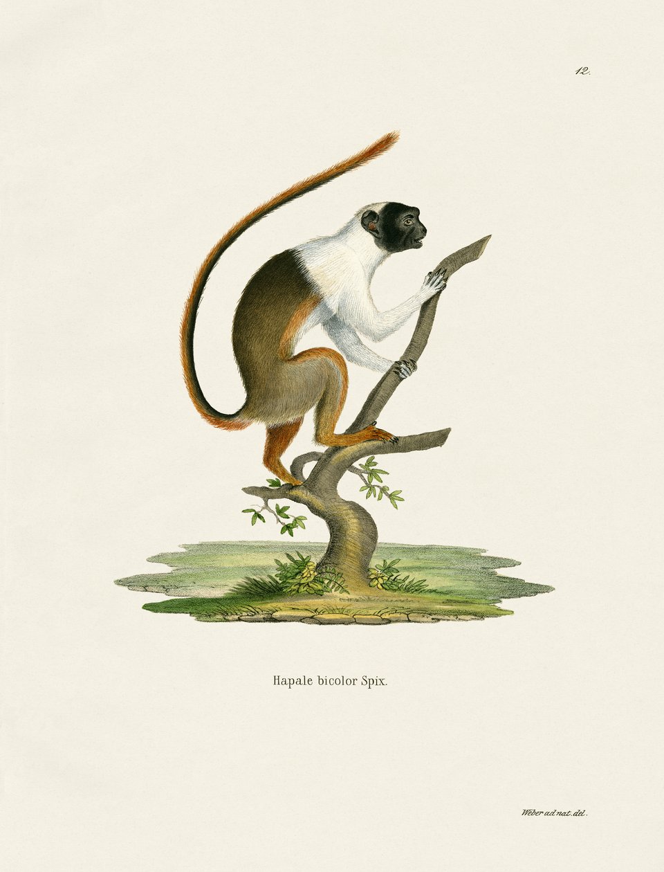 Bonte Tamarin door German School