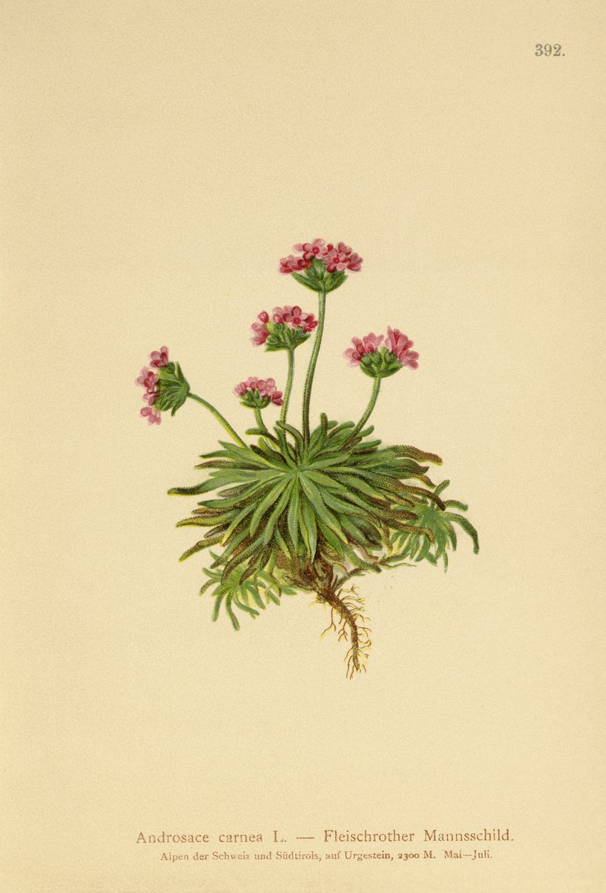 Roze Rotsjasmijn (Androsace carnea) door German School