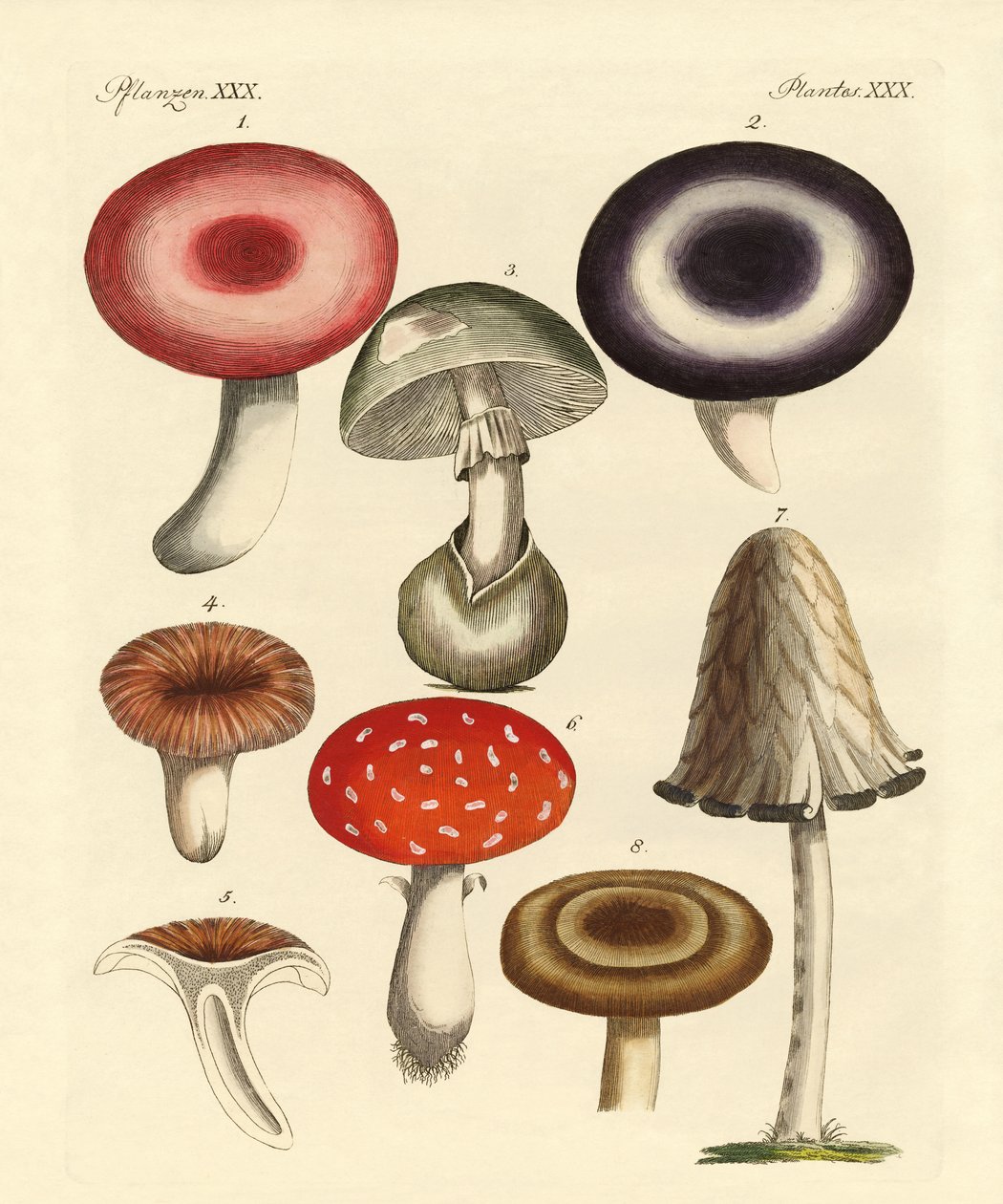Giftige Duitse paddenstoelen door German School