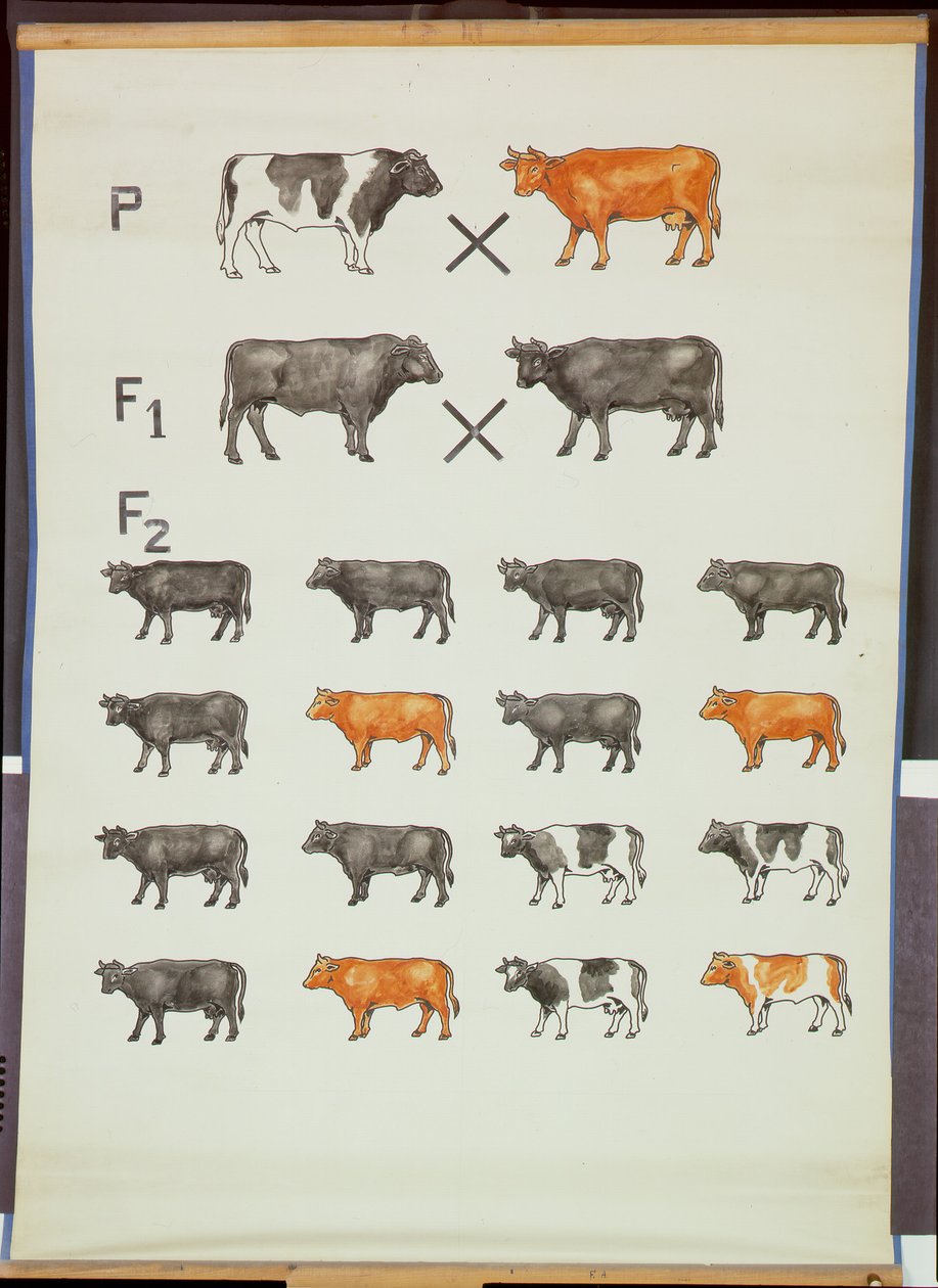 Poster die Mendels wet bij vee demonstreert door German School