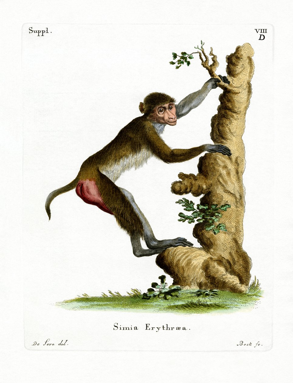 Rhesus Makaak door German School
