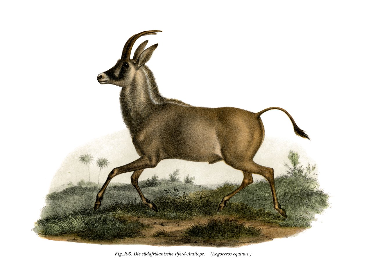 Roan Antilope door German School