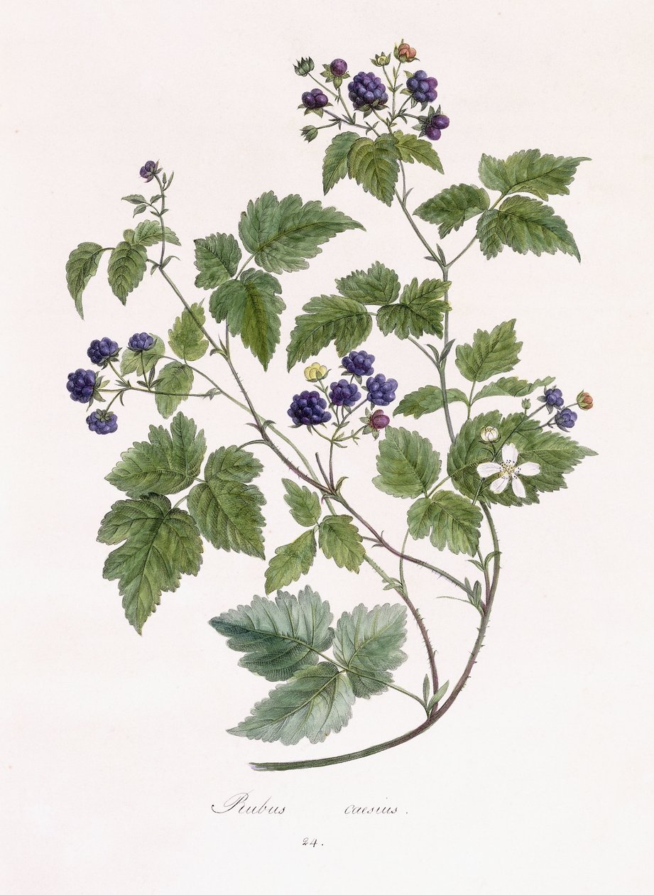 Rubus caesius door German School