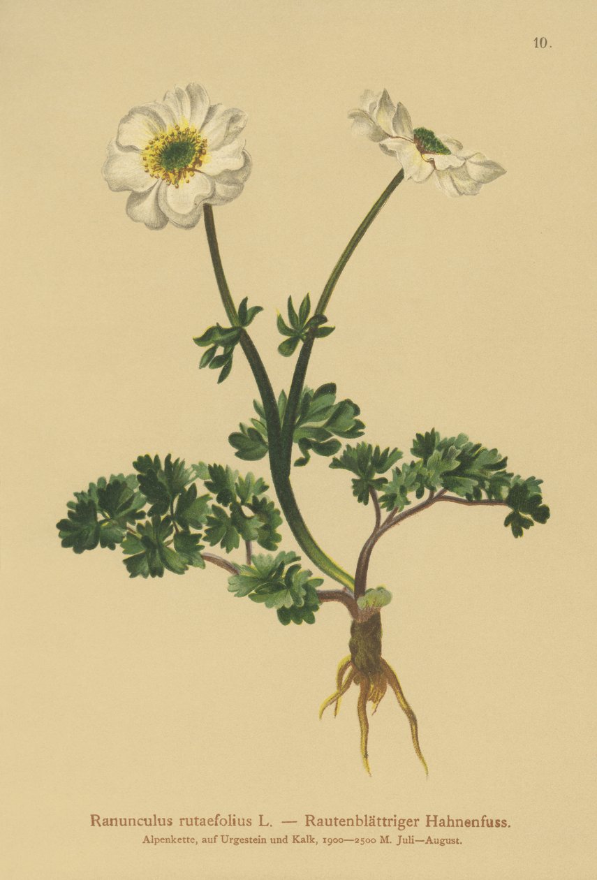 Ruebladige Boterbloem (Ranunculus rutaefolius) door German School
