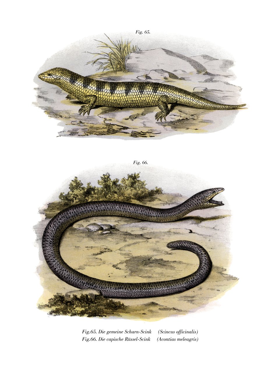 Zandvis skink door German School