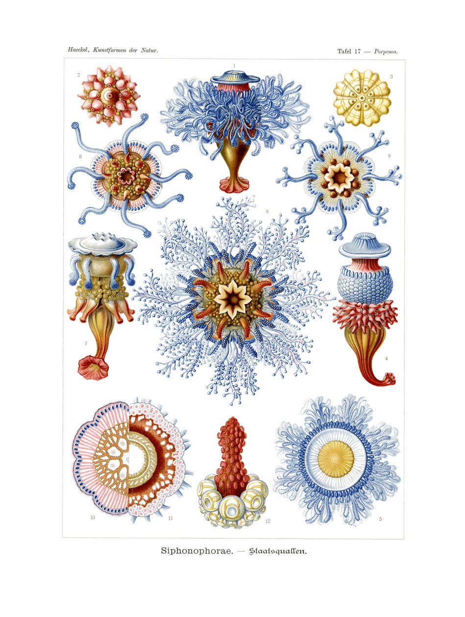 Siphonophorae door German School