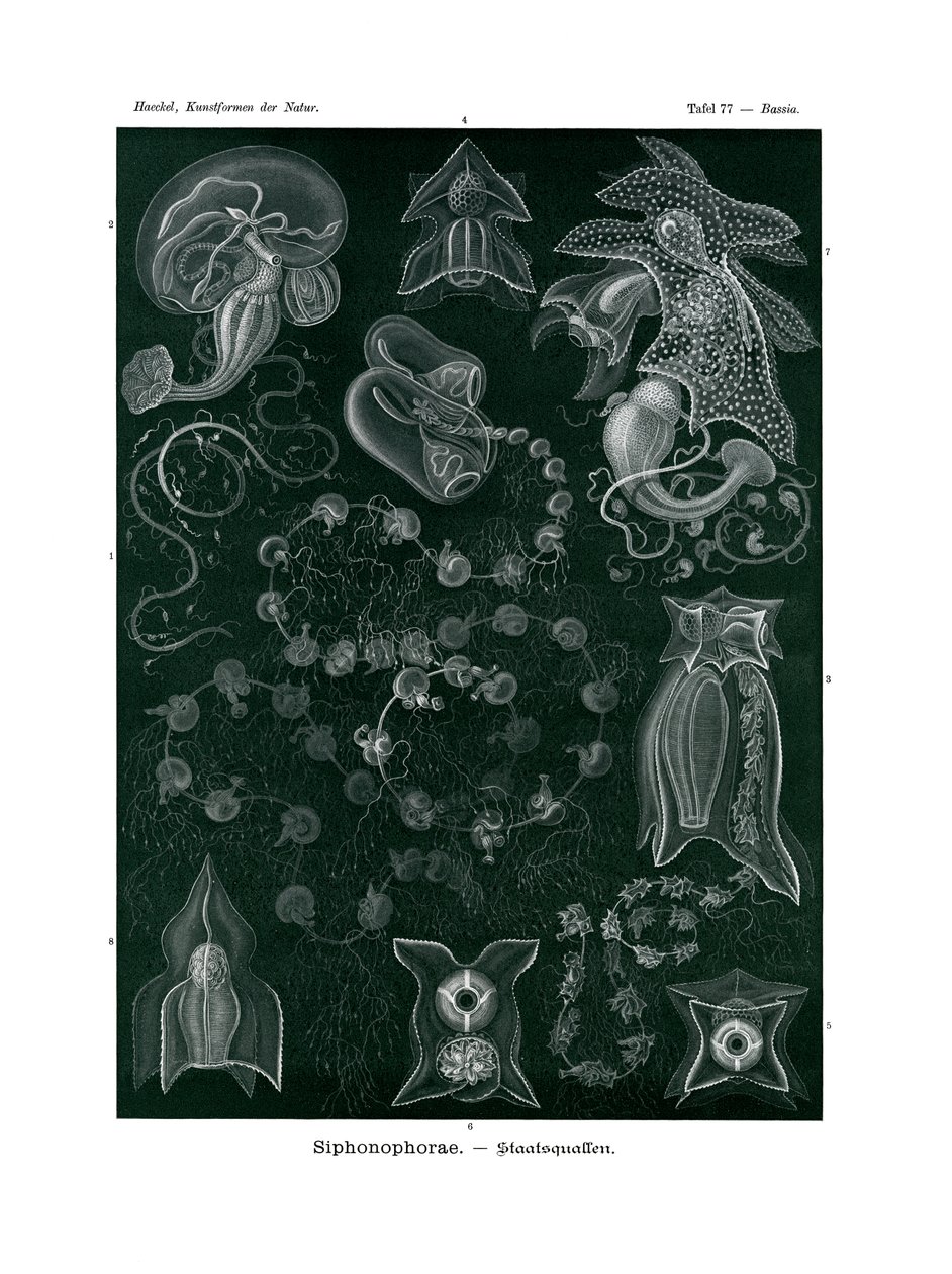 Siphonophorae door German School