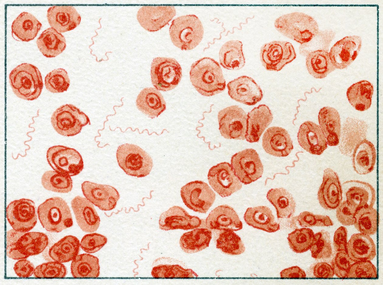 Spirillum bacteriën ca. 1890 door German School