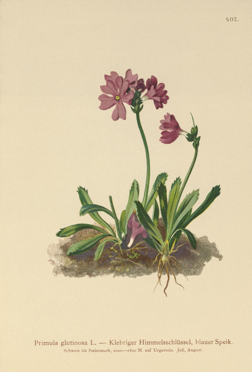 Kleverige Sleutelbloem (Primula glutinosa) door German School