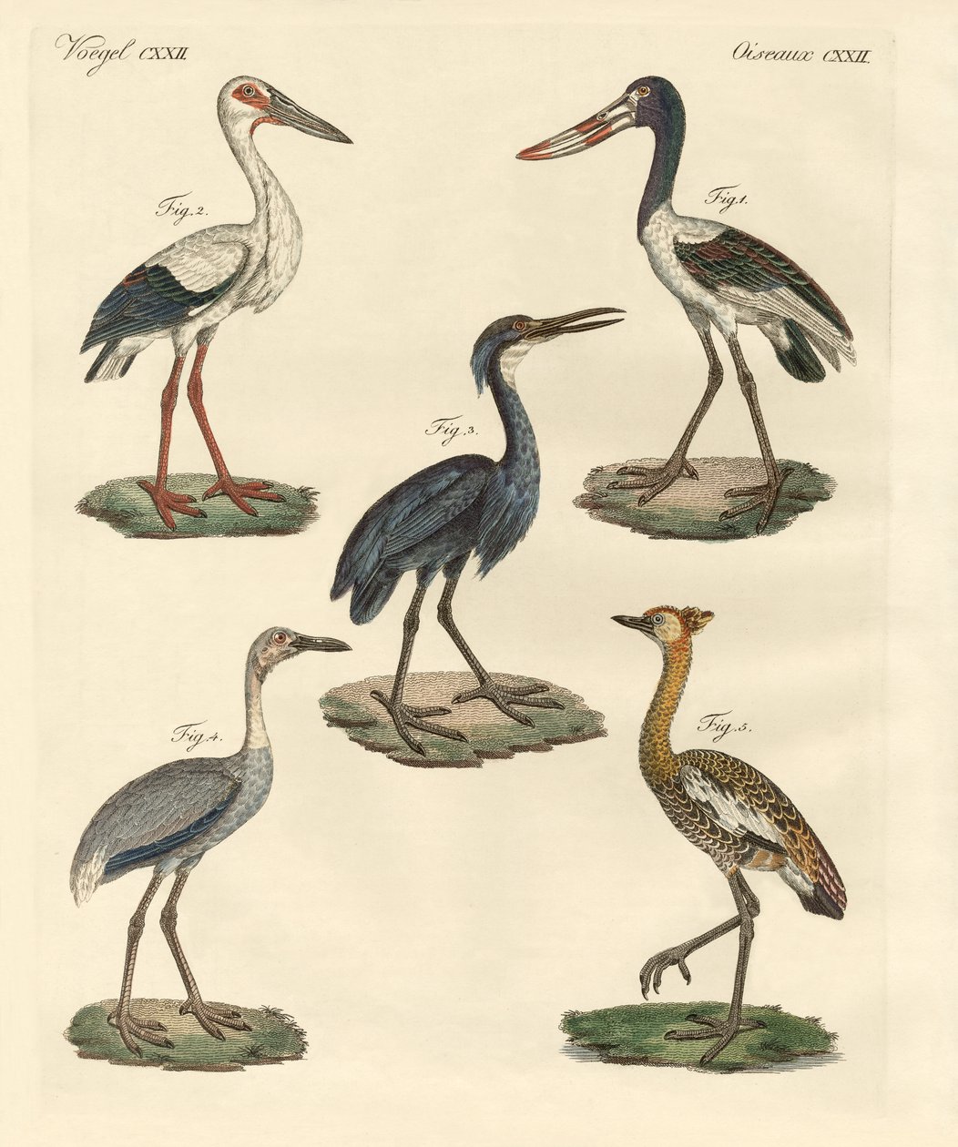 Vreemde vogels door German School