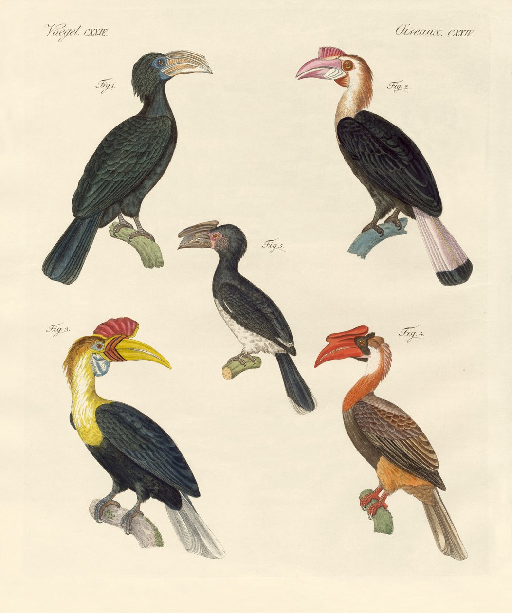 Vreemde vogels door German School