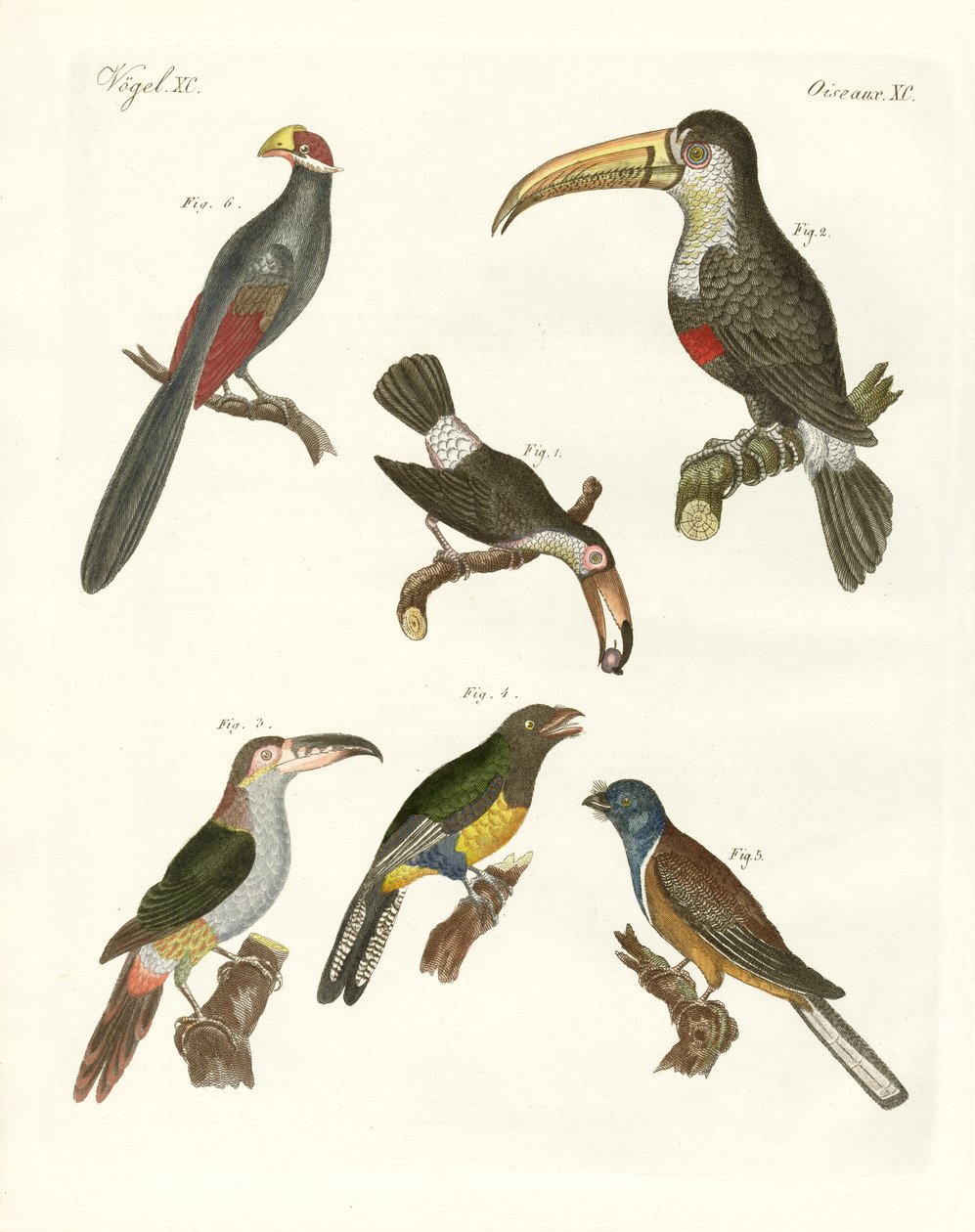 Vreemde vogels door German School