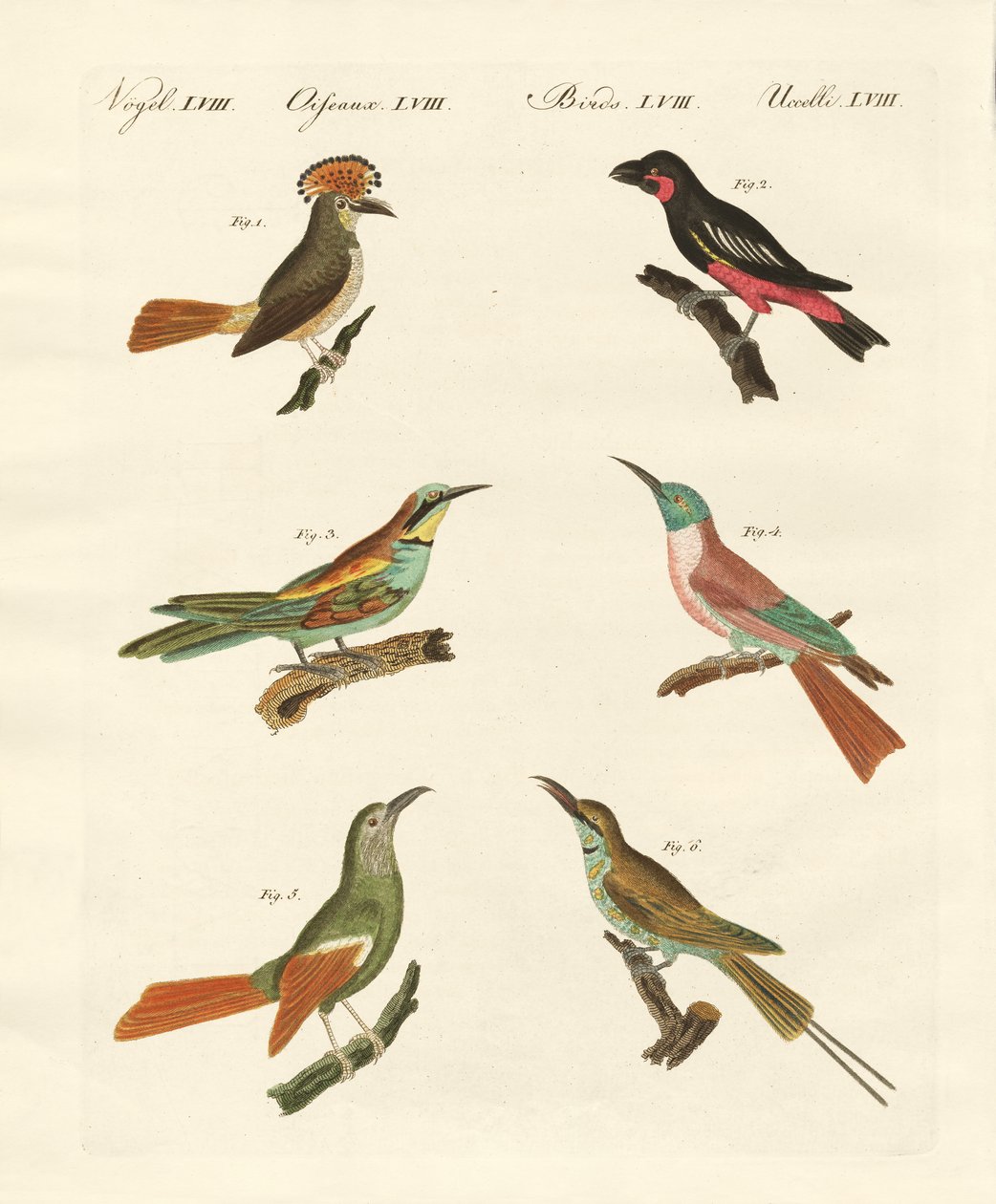 Vreemde vogels door German School