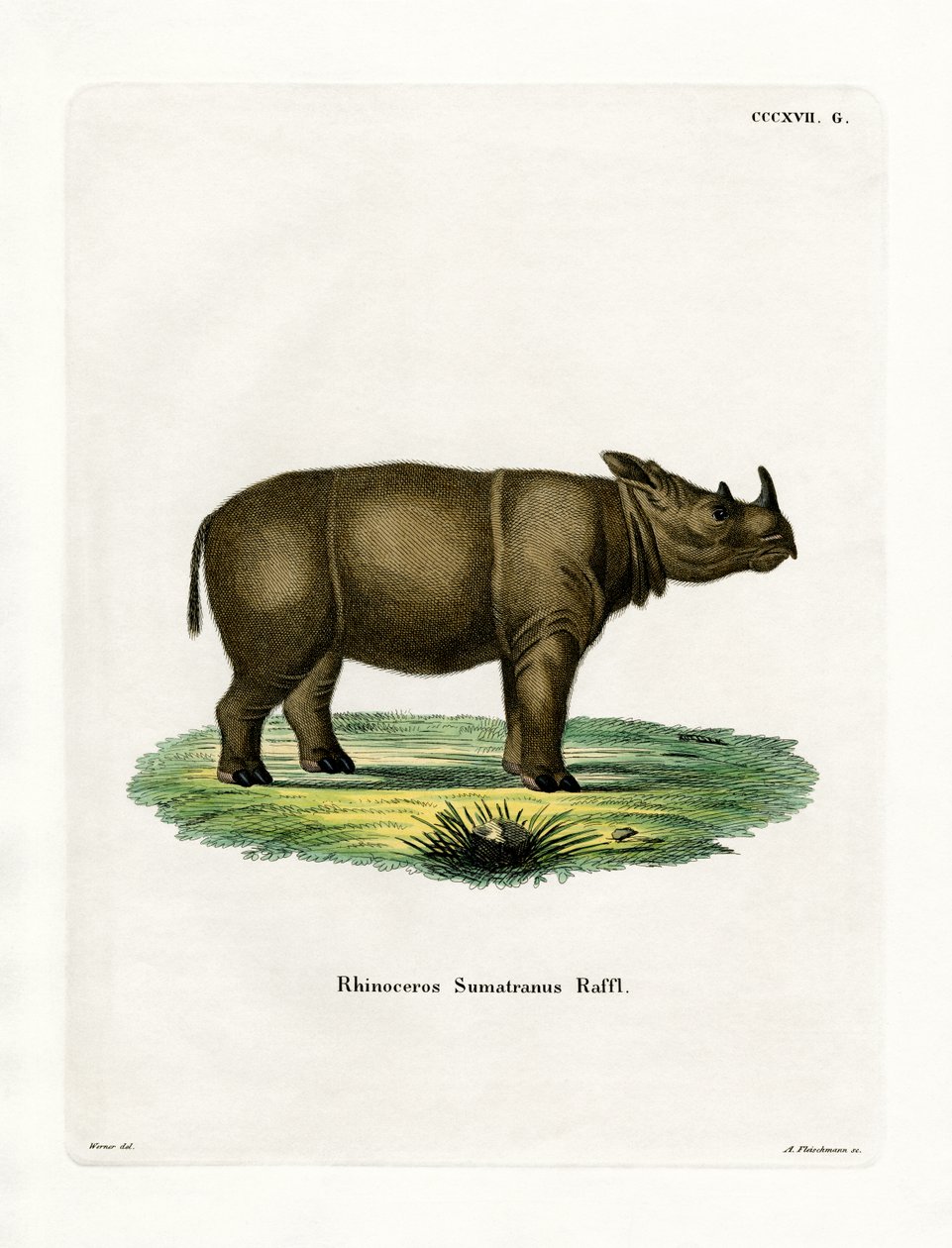 Sumatraanse neushoorn door German School
