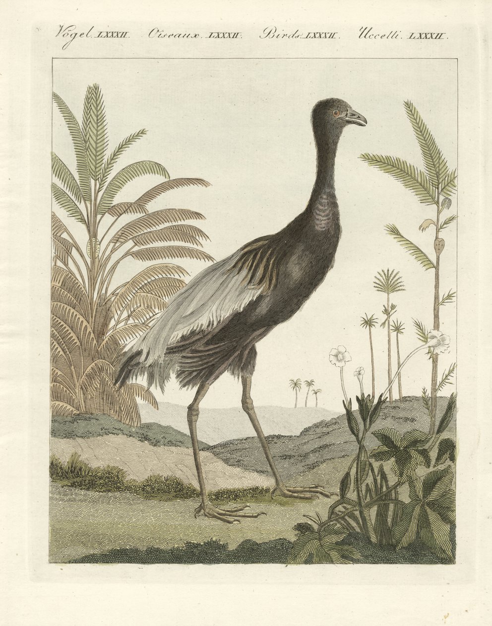 De goudenborst trompetvogel door German School