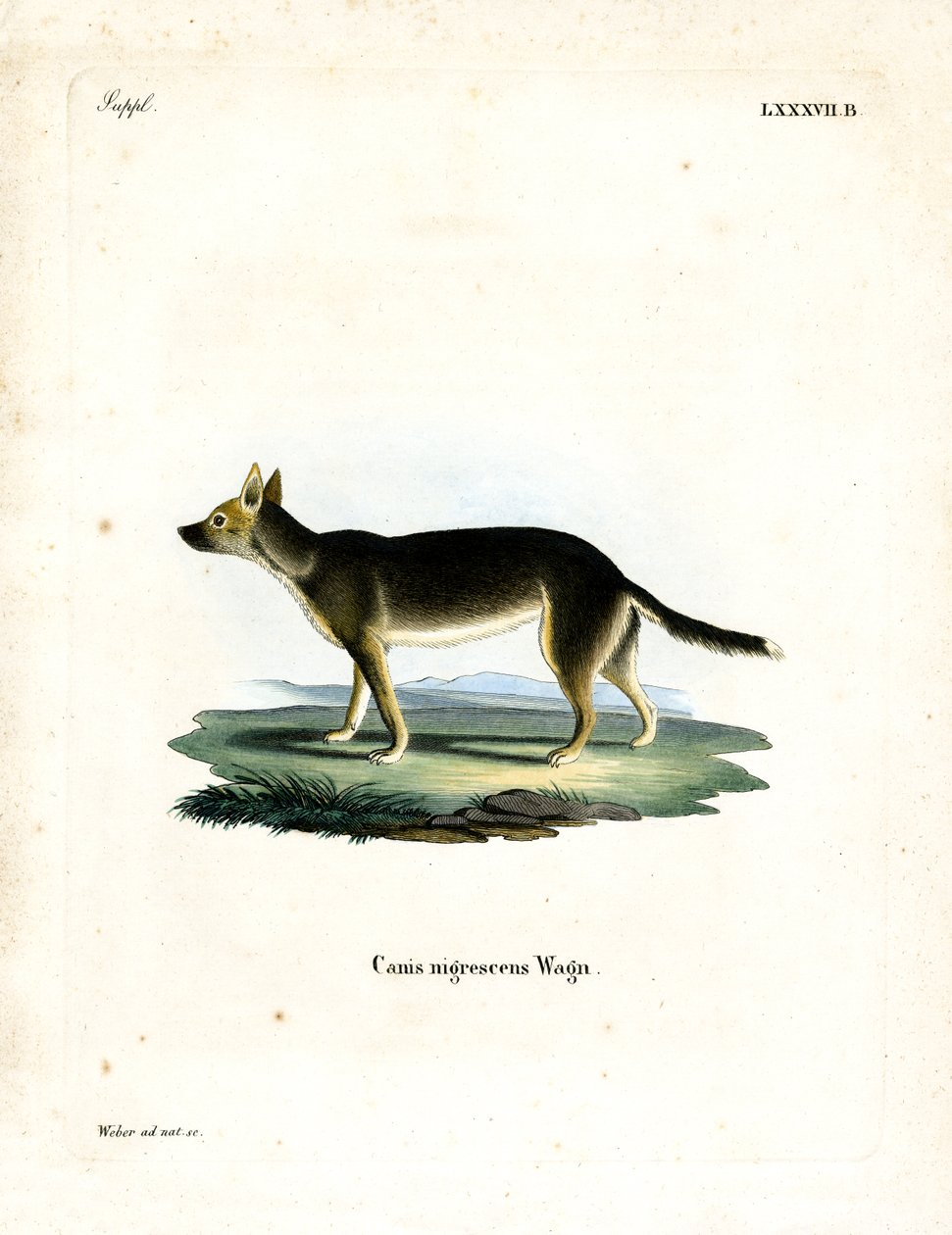 Tibetaanse Hond door German School