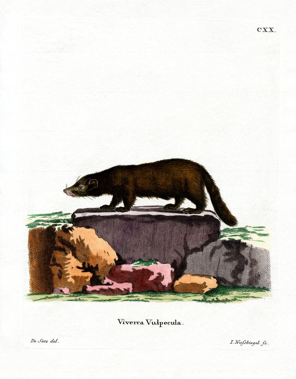 Witneus Coati door German School