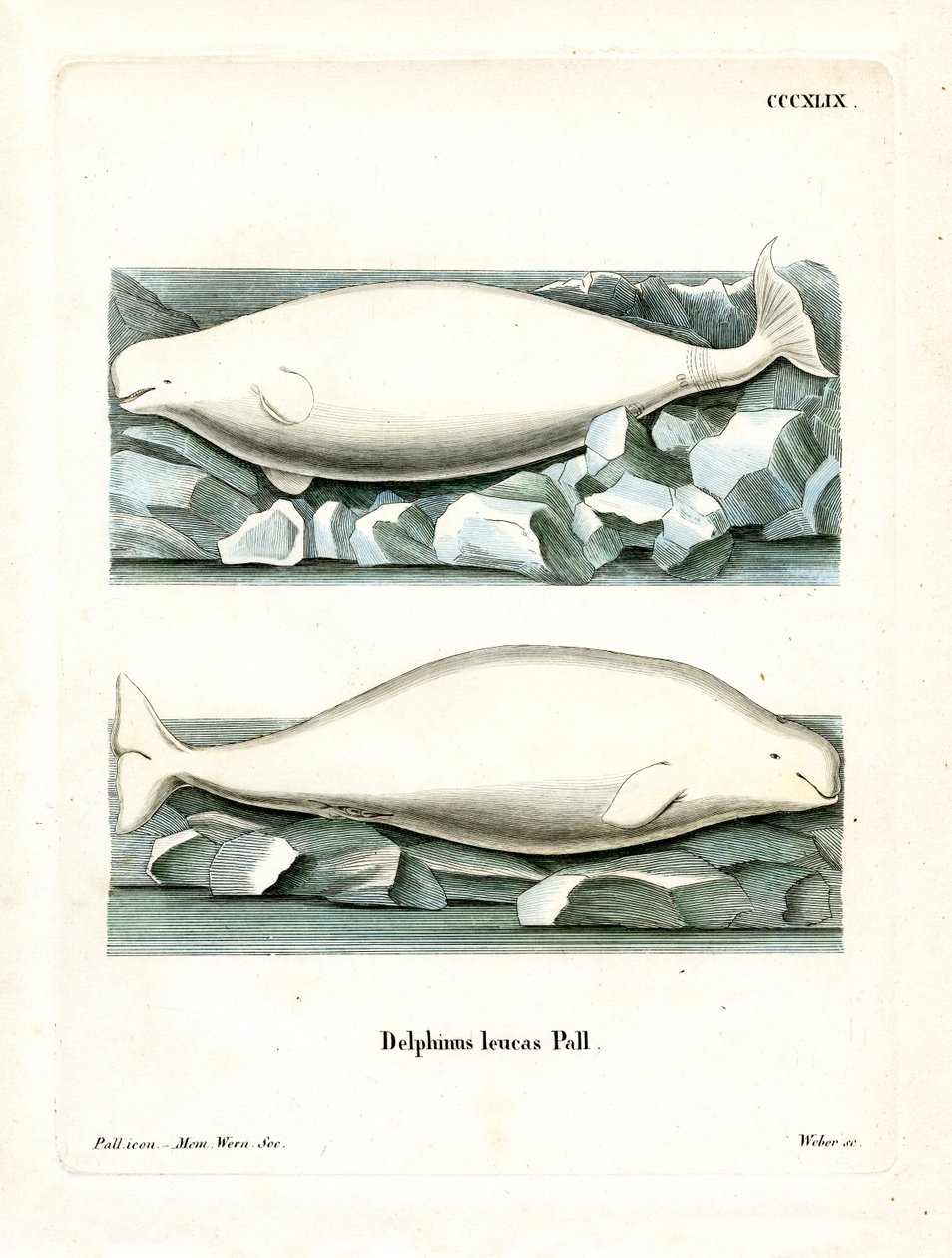 Witte Walvis door German School