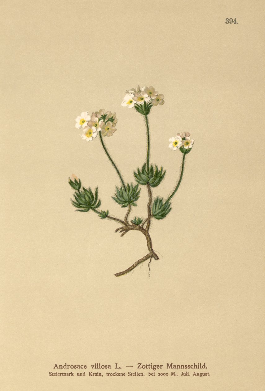 Wollige Rotsjasmijn (Androsace villosa) door German School