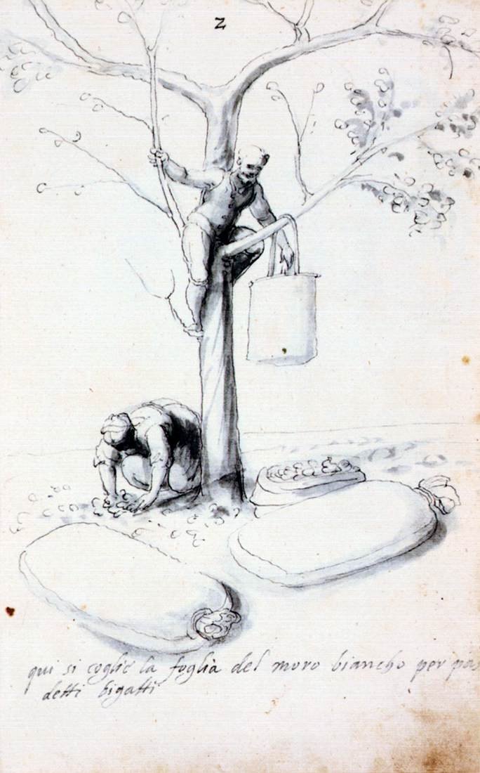 Verhandeling over zijdecultuur en -productie door Giuseppe Arcimboldo