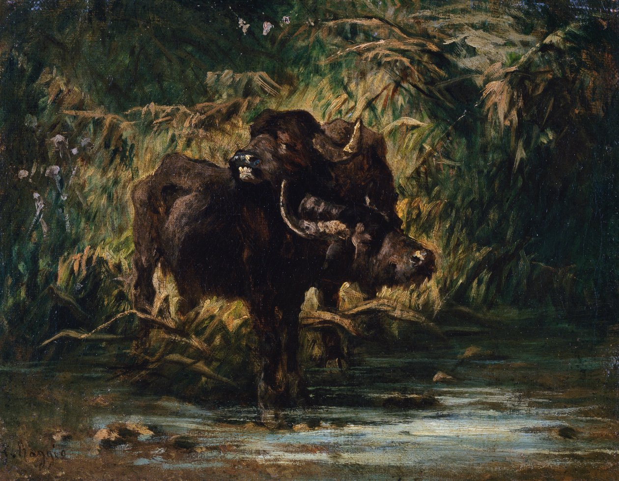 Jonge buffels door Giuseppe Raggio