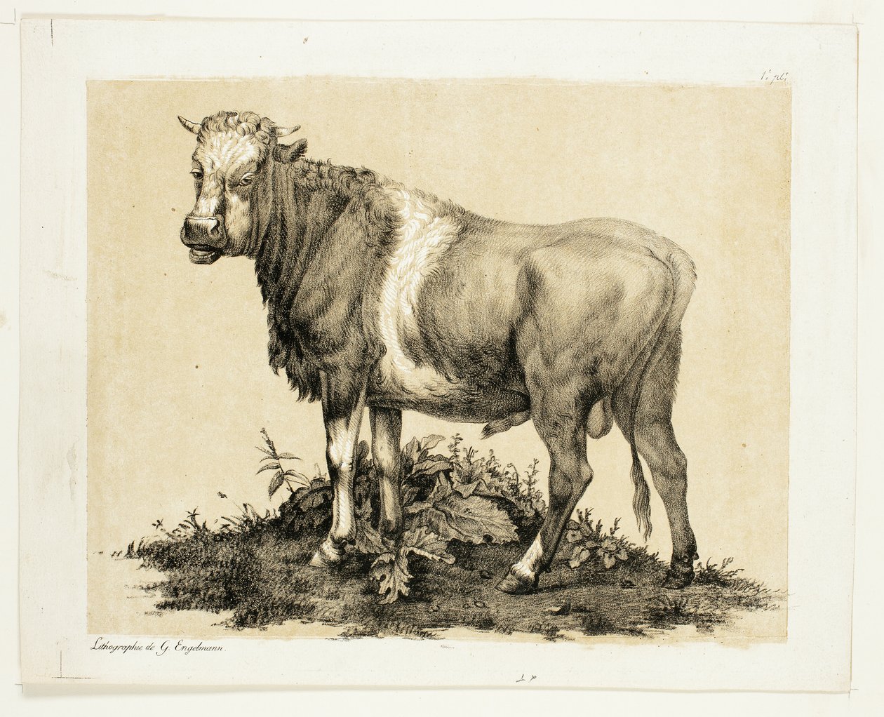 De Stier door Gottfried Engelmann