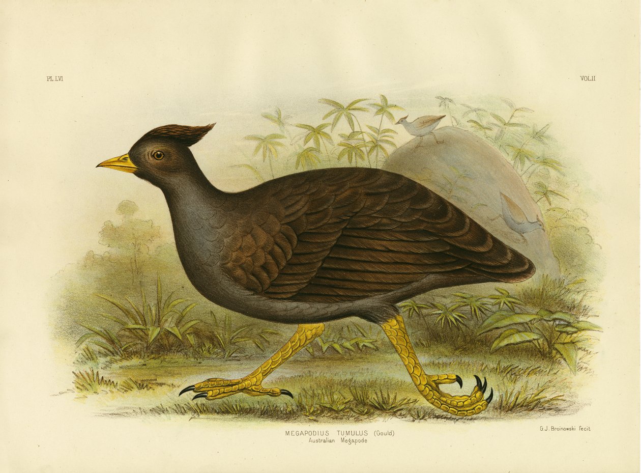 Australische Megapode, 1891 door Gracius Broinowski