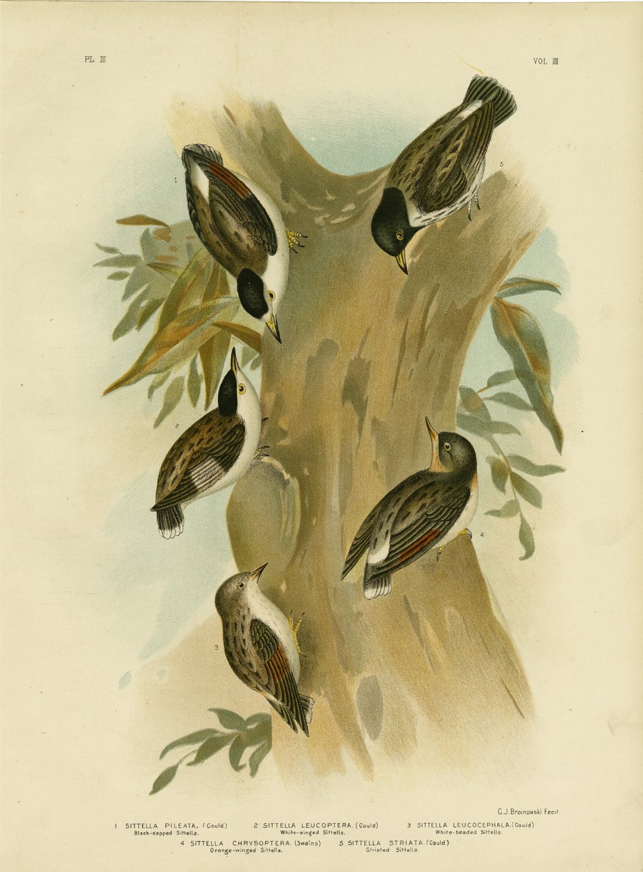 Zwartkap Sittella, 1891 door Gracius Broinowski