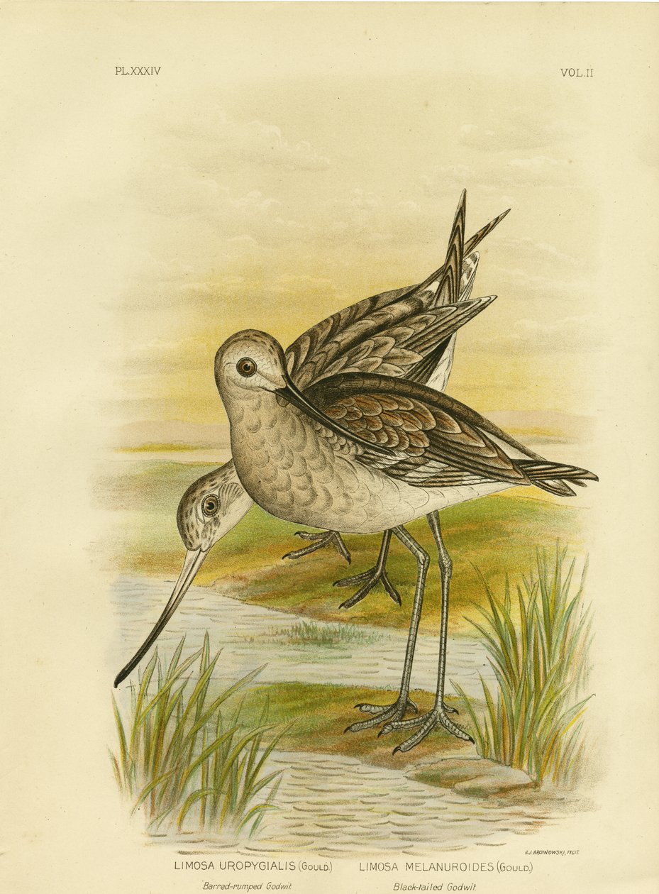Zwarte Ruiter, 1891 door Gracius Broinowski