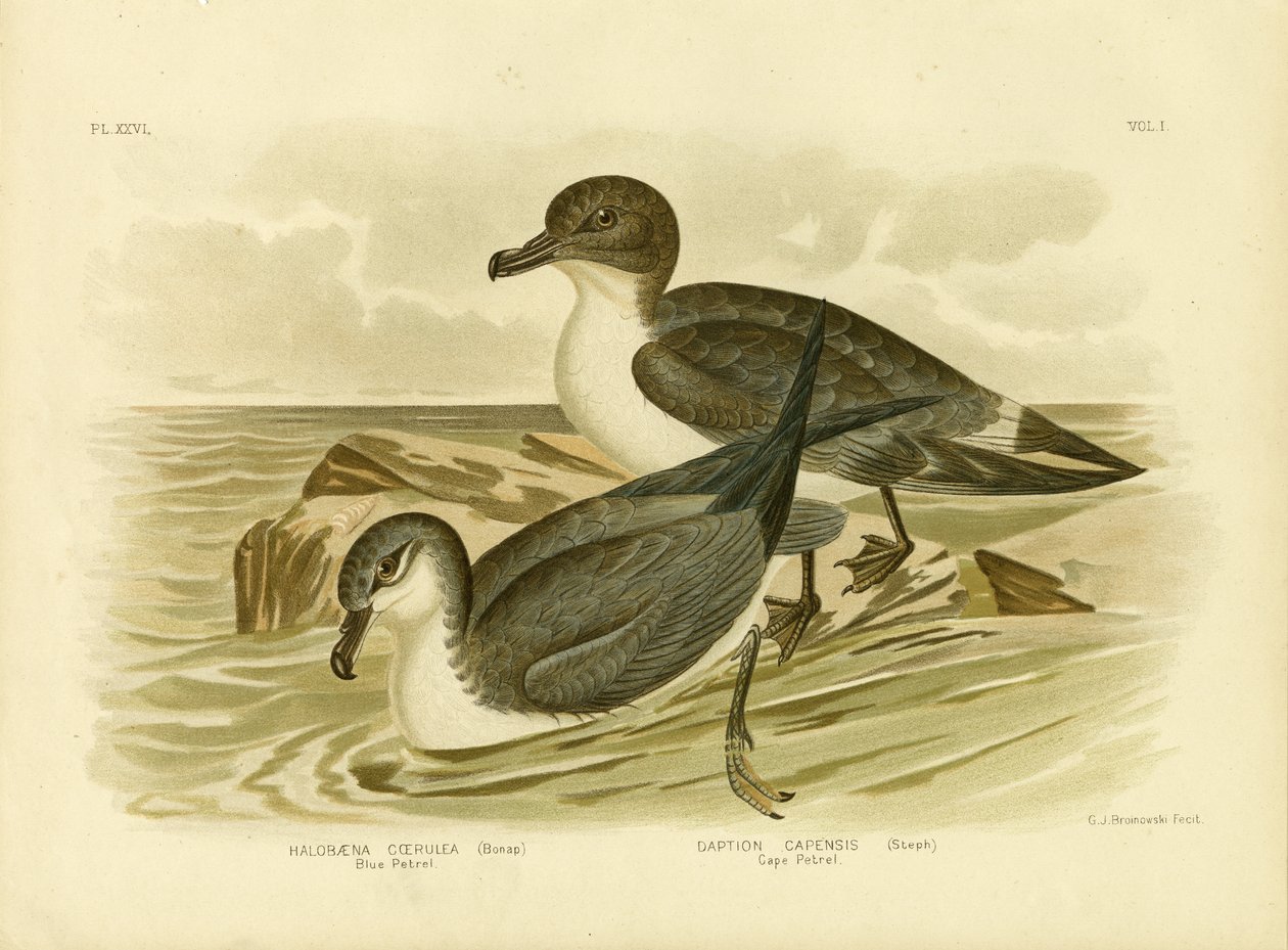 Blauwe Stormvogel, 1891 door Gracius Broinowski