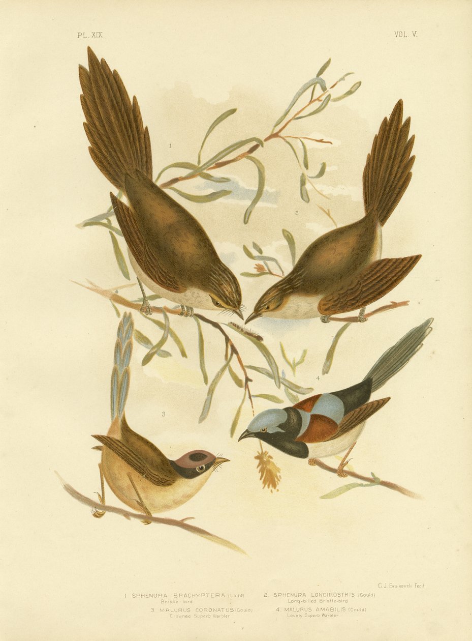 Borstelveer, 1891 door Gracius Broinowski