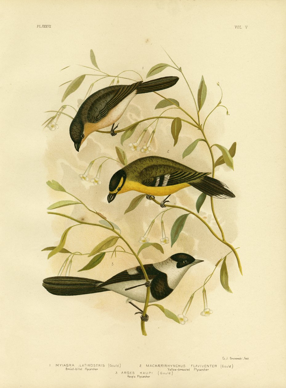 Breedbekvliegenvanger, 1891 door Gracius Broinowski