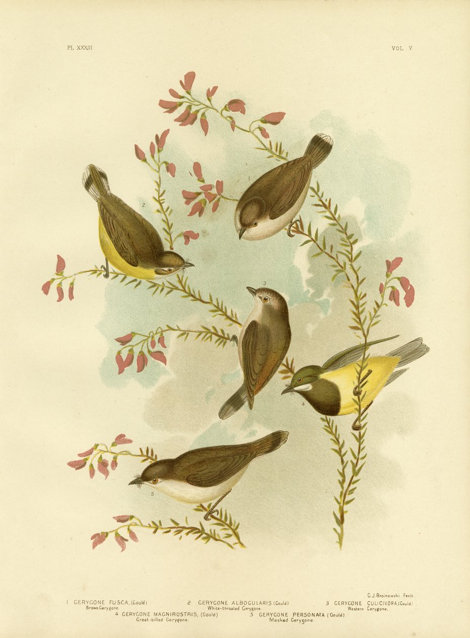 Bruine Gerygone, 1891 door Gracius Broinowski