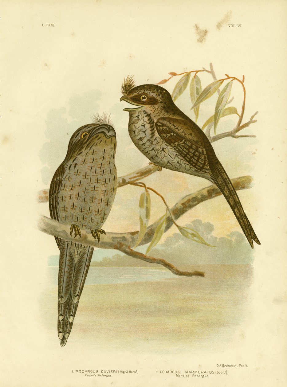 Cuvier