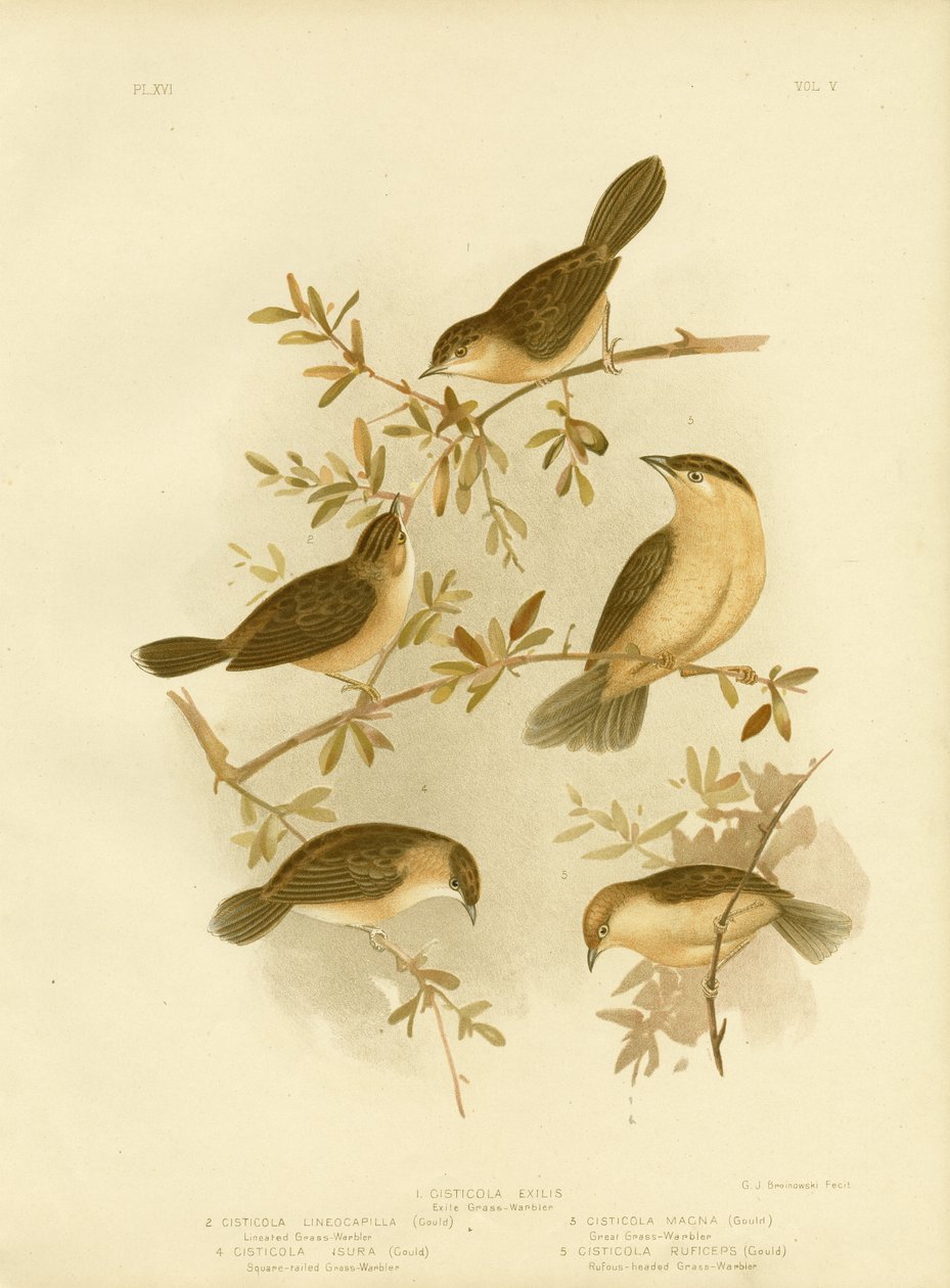 Goudkop cisticola, 1891 door Gracius Broinowski