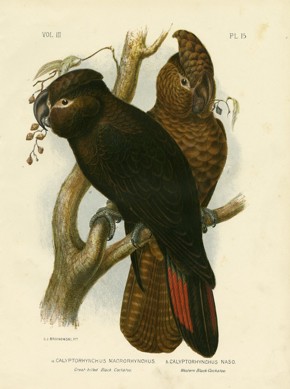 Grootbek zwarte kaketoe, 1891 door Gracius Broinowski