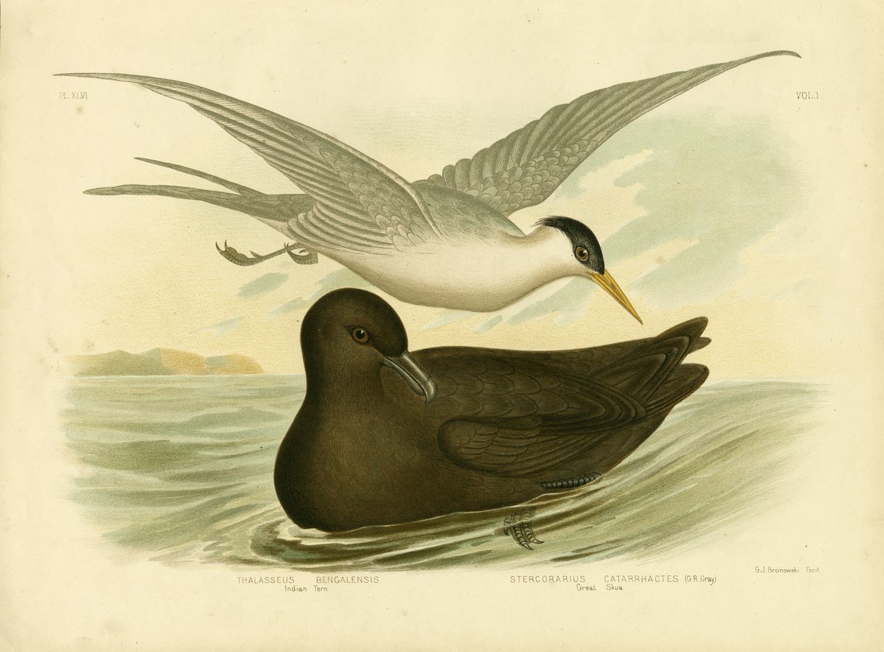 Indische stern, 1891 door Gracius Broinowski