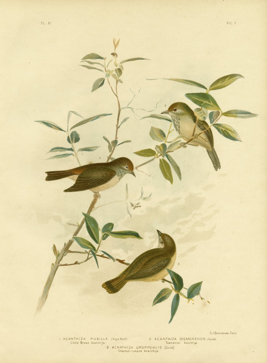 Kleine bruine doornvogel, 1891 door Gracius Broinowski