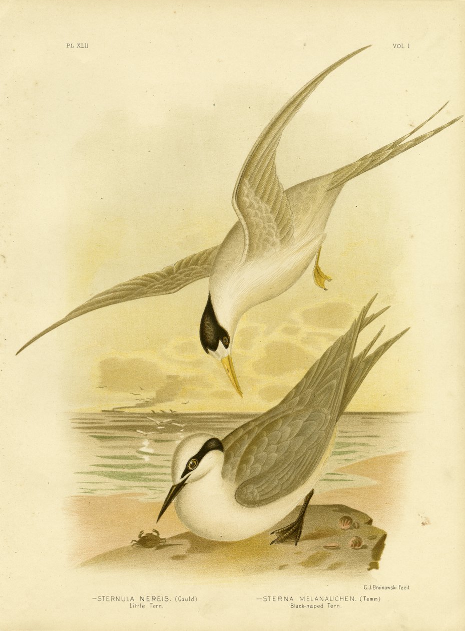 Kleine stern, 1891 door Gracius Broinowski
