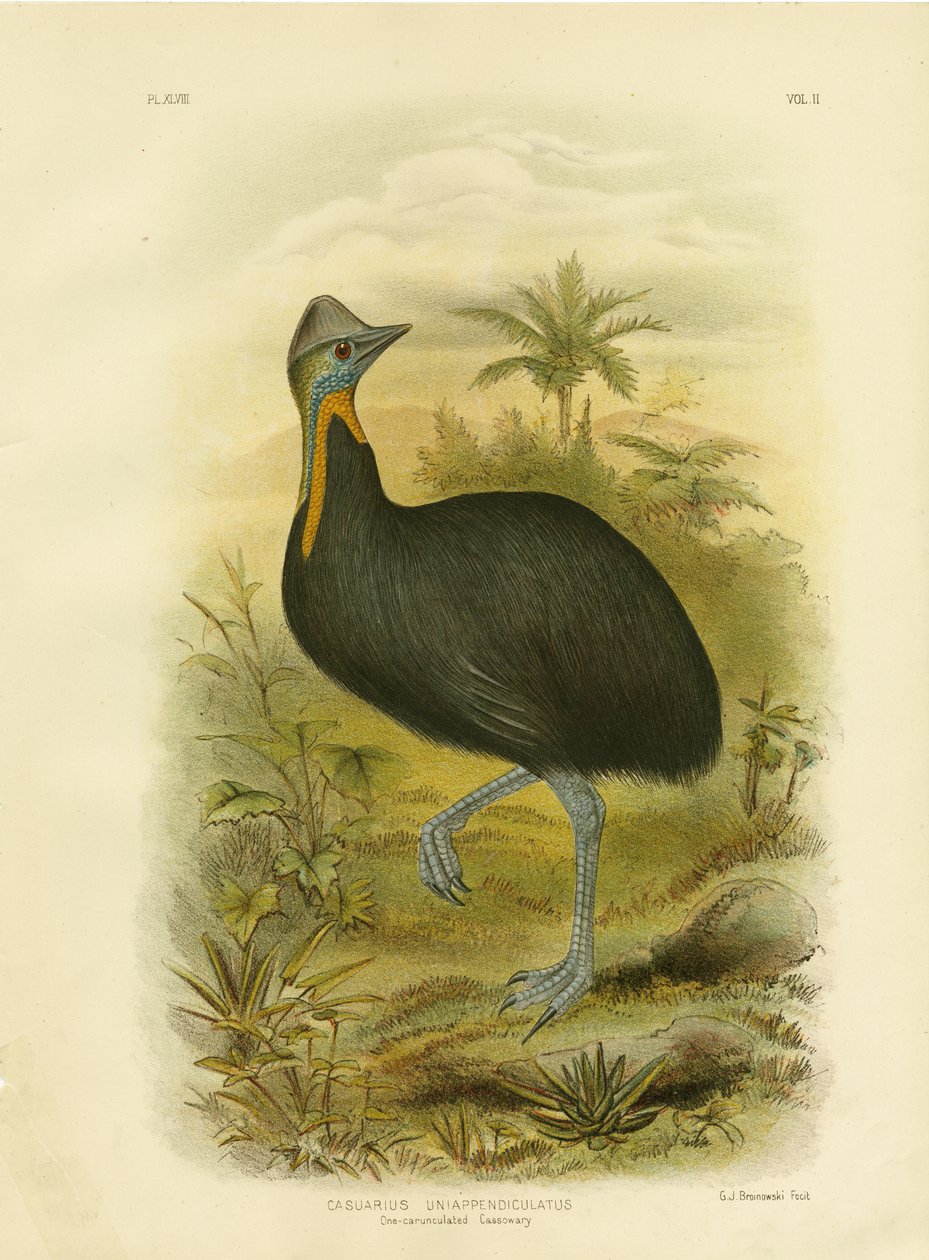 Een-Wattelige Kasuaris, 1891 door Gracius Broinowski