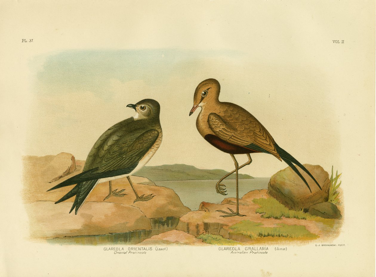 Oosterse Pratincole of Kleine Pratincole, 1891 door Gracius Broinowski