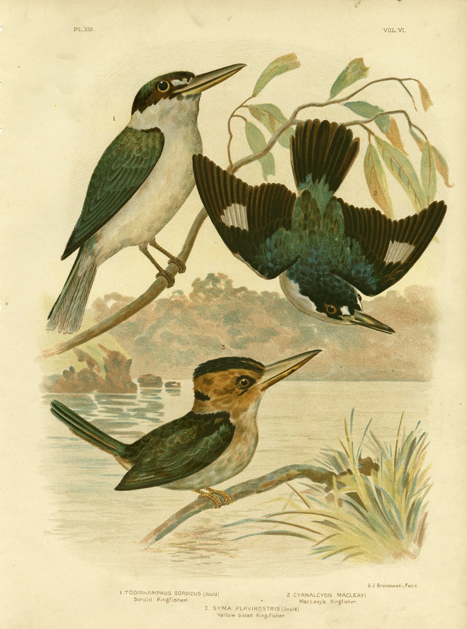 Sardid IJsvogel, 1891 door Gracius Broinowski