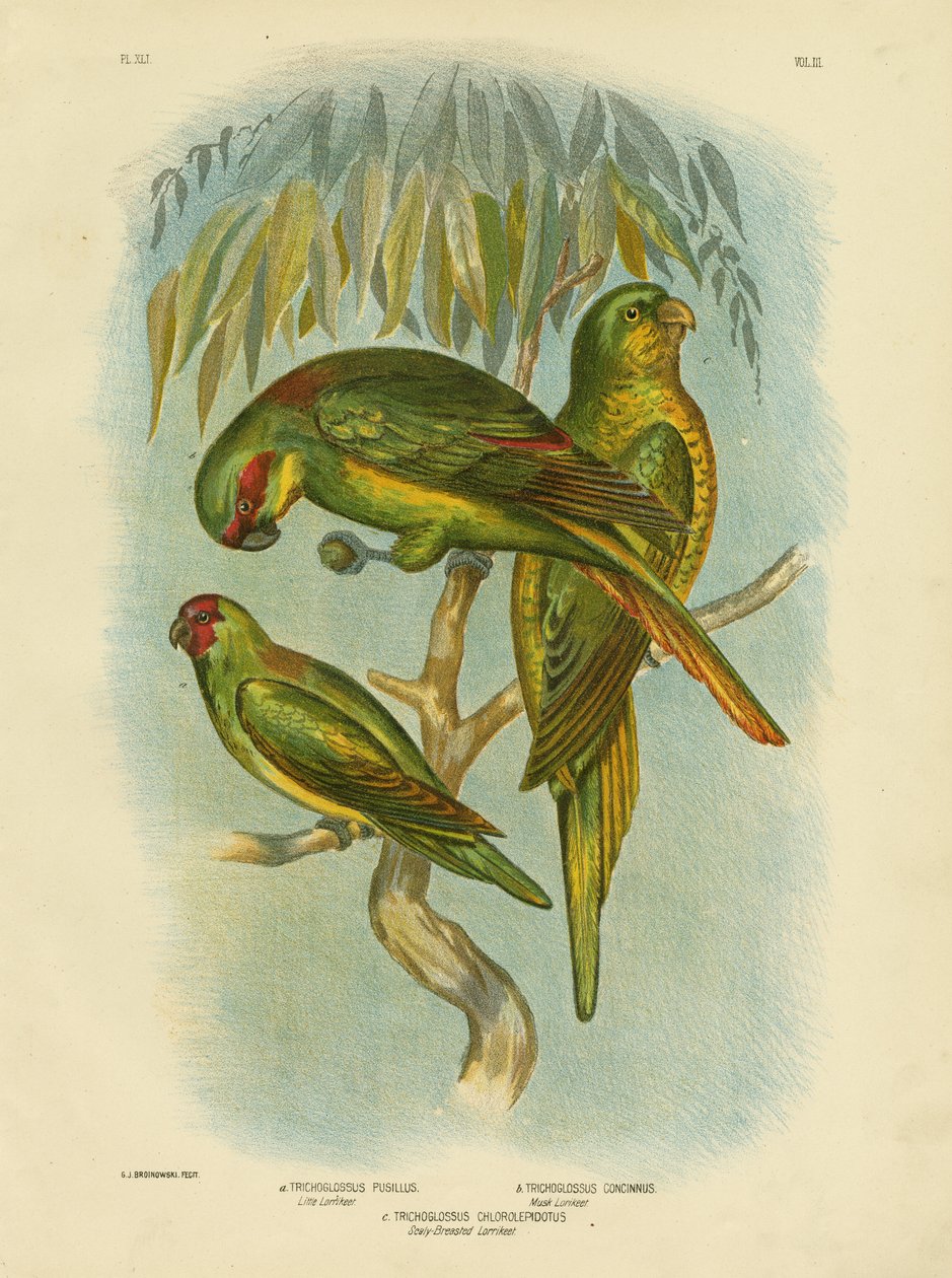 Schubborst Lorikeet, 1891 door Gracius Broinowski
