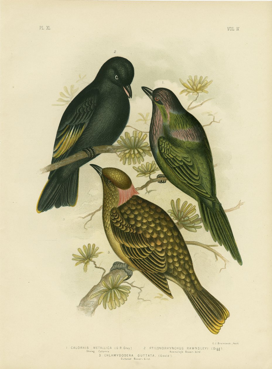Shining Calornis of Metallic Starling of Shining Starling, 1891 door Gracius Broinowski
