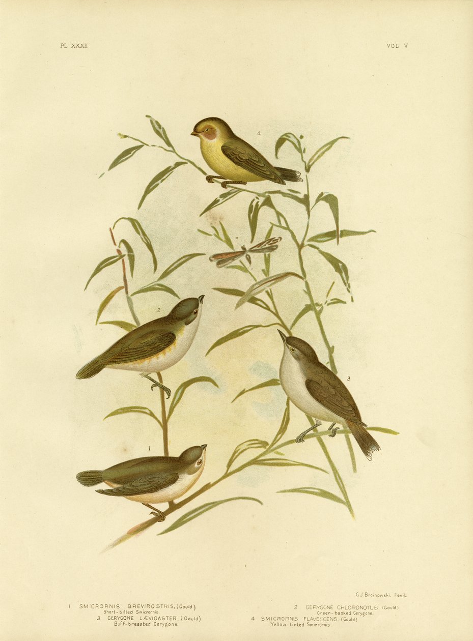 Kortgesnavelde Smicrornis of Weebill, 1891 door Gracius Broinowski