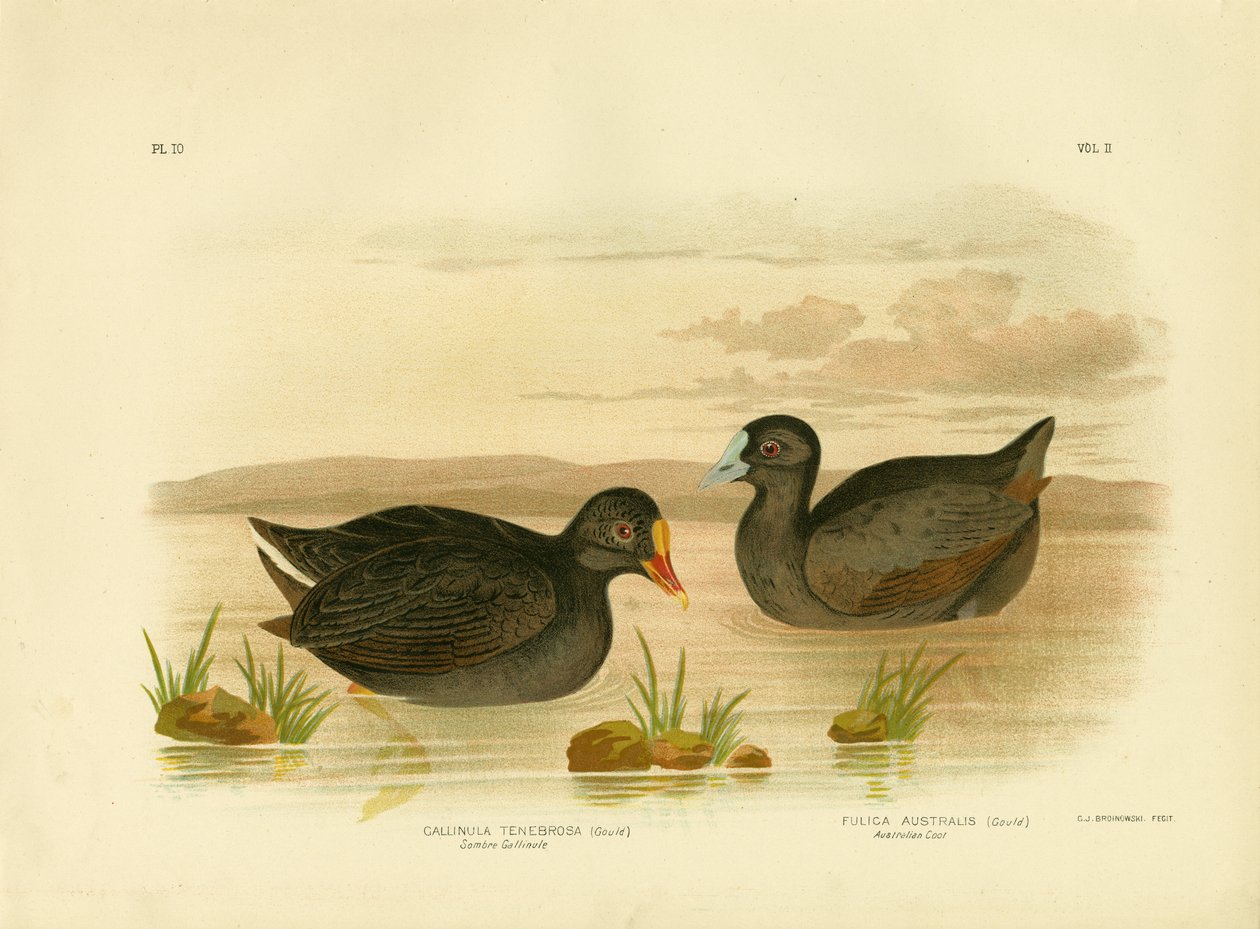 Sombere Gallinule of Donkere Waterhoen, 1891 door Gracius Broinowski