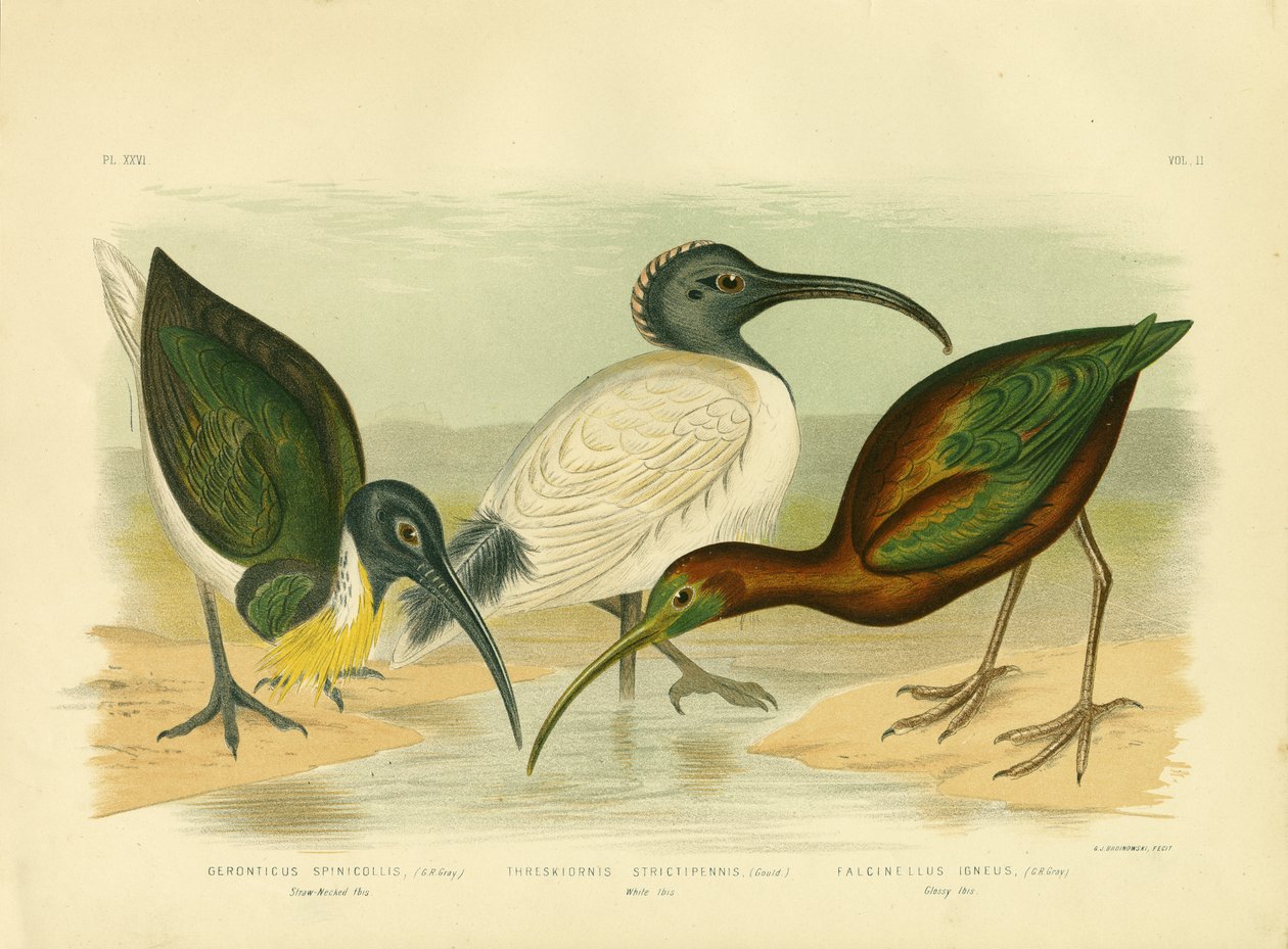 Strohalzige Ibis, 1891 door Gracius Broinowski