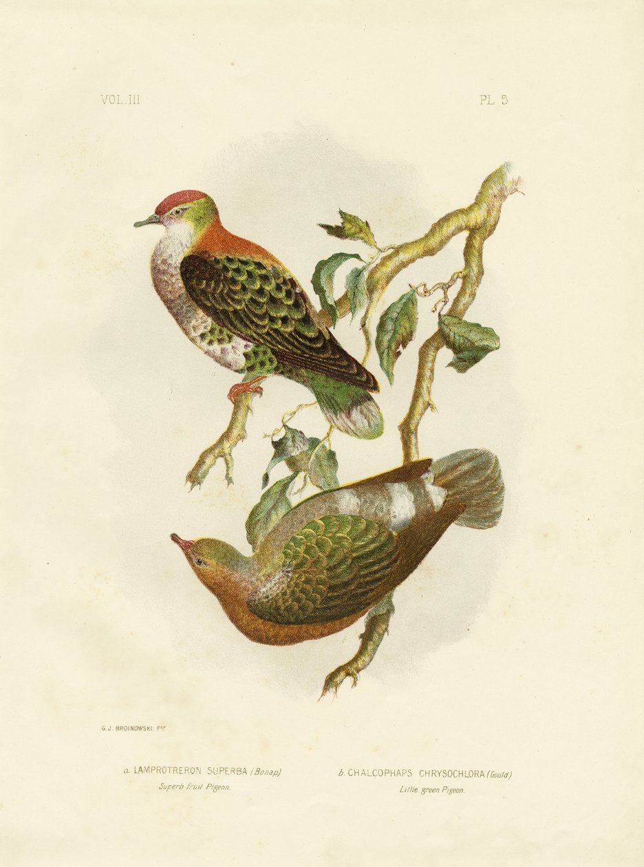 Prachtige Vruchtenduif, 1891 door Gracius Broinowski