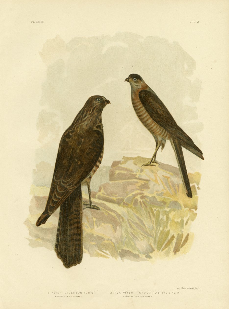 West-Australische Havik, 1891 door Gracius Broinowski