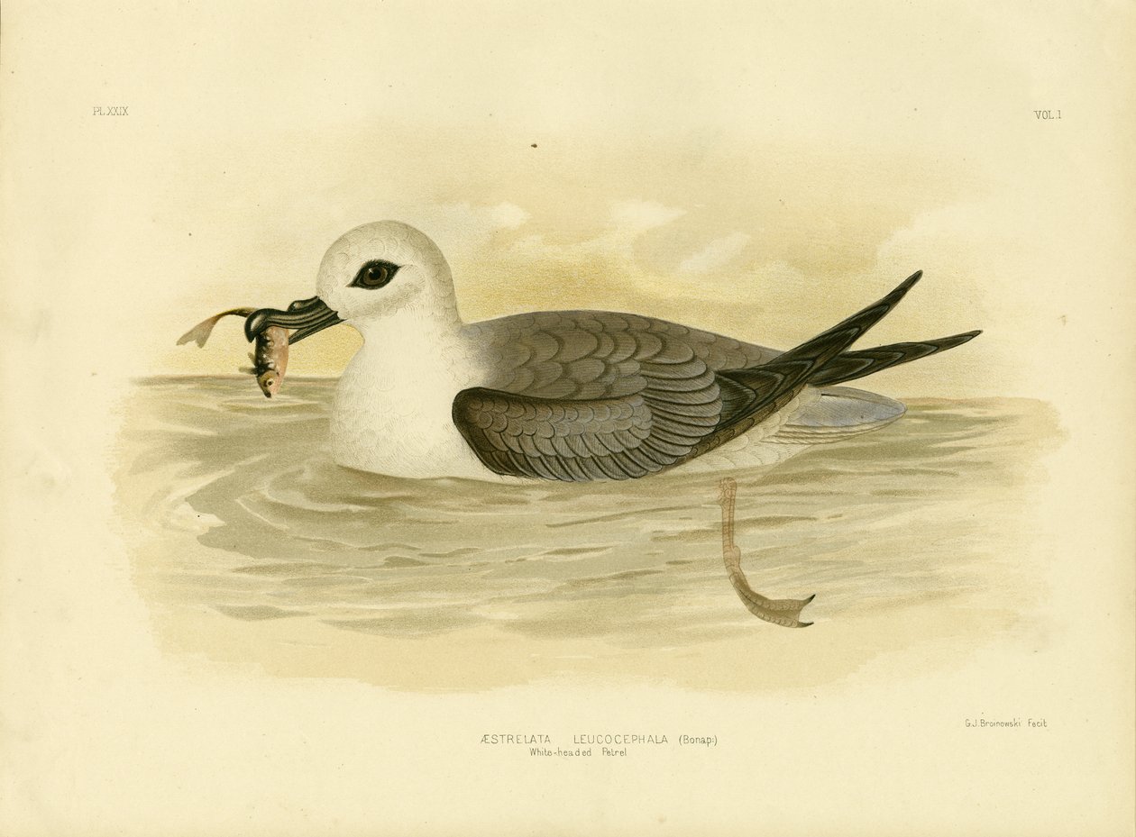 Witkopstormvogel, 1891 door Gracius Broinowski